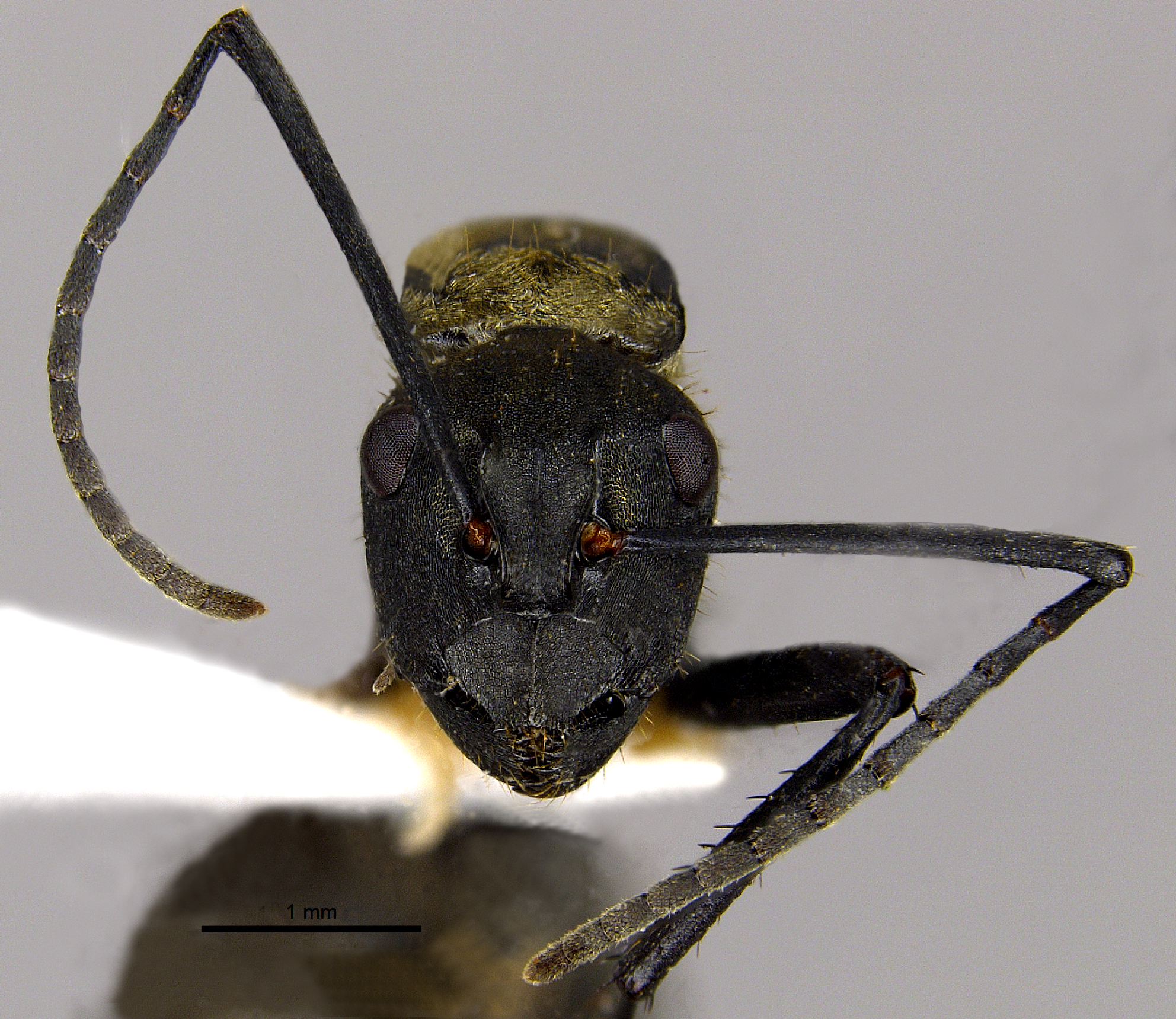 Foto Polyrhachis nourlangie Kohout, 2013 frontal