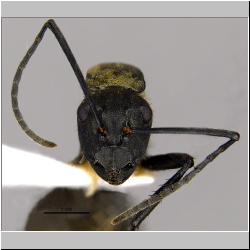 Polyrhachis nourlangie Kohout, 2013 frontal