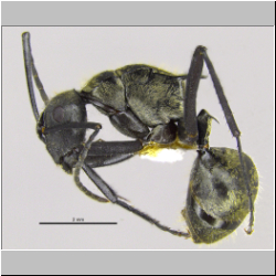 Polyrhachis nourlangie Kohout, 2013 lateral