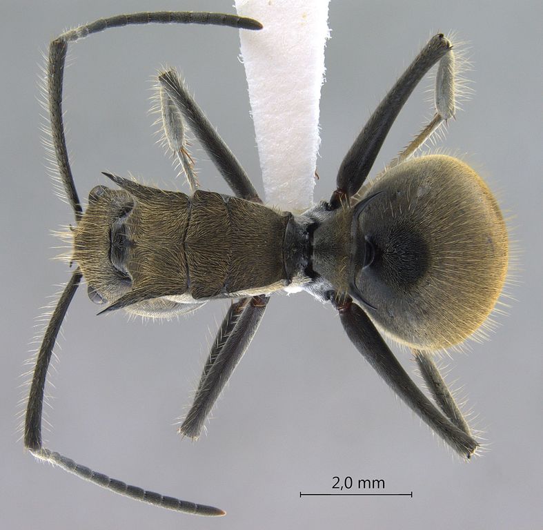 Foto Polyrhachis obesior Viehmeyer, 1916 dorsal