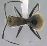 Polyrhachis obesior Viehmeyer, 1916 dorsal