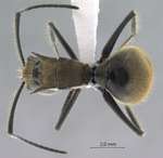 Polyrhachis obesior Viehmeyer, 1916 dorsal