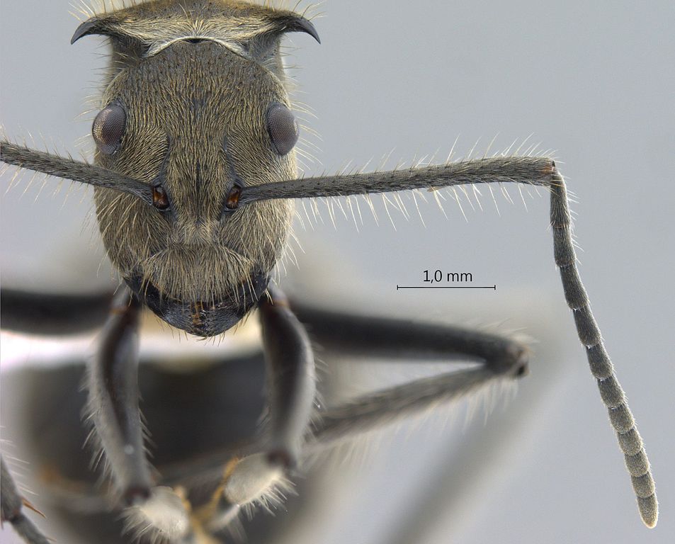 Foto Polyrhachis obesior Viehmeyer, 1916 frontal