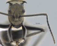 Polyrhachis obesior Viehmeyer, 1916 frontal