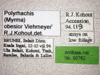 Polyrhachis obesior Viehmeyer, 1916 Label