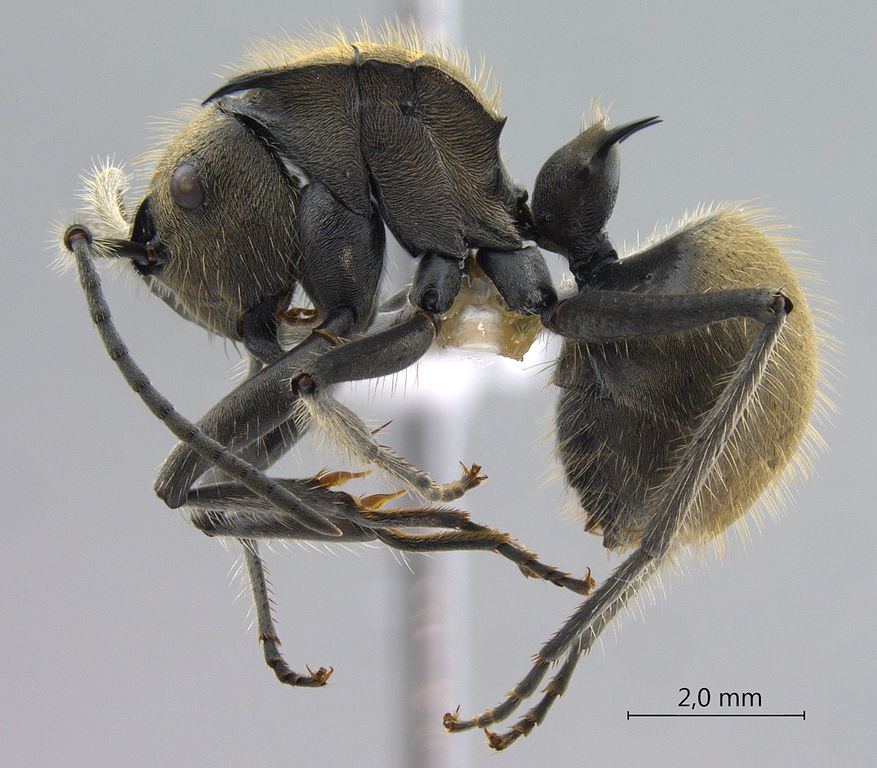 Foto Polyrhachis obesior Viehmeyer, 1916 lateral