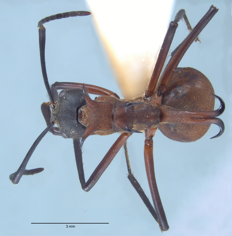 Foto Polyrhachis olybria Forel, 1912 dorsal