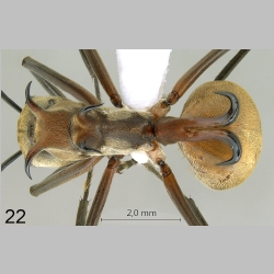 Polyrhachis olybria Forel, 1912 dorsal