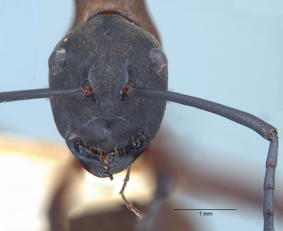 Foto Polyrhachis olybria Forel, 1912 frontal