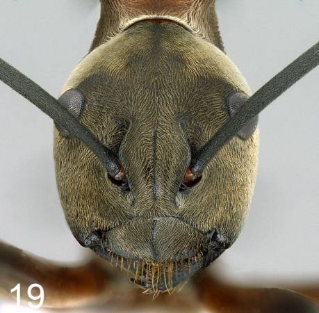 Polyrhachis olybria Forel, 1912 frontal