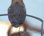 Polyrhachis olybria Forel, 1912 frontal