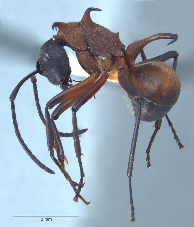 Foto Polyrhachis olybria Forel, 1912 lateral