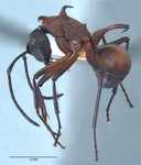Polyrhachis olybria Forel, 1912 lateral