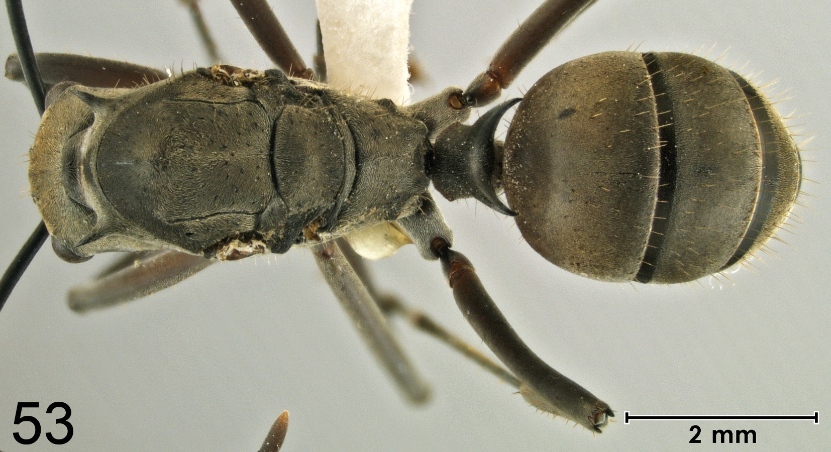 Foto Polyrhachis olybria Forel, 1912 dorsal