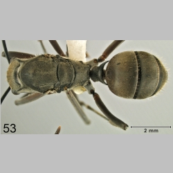 Polyrhachis olybria Forel, 1912 dorsal