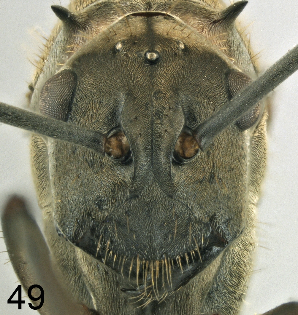 Foto Polyrhachis olybria Forel, 1912 frontal