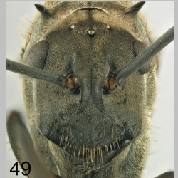 Polyrhachis olybria Forel, 1912 frontal