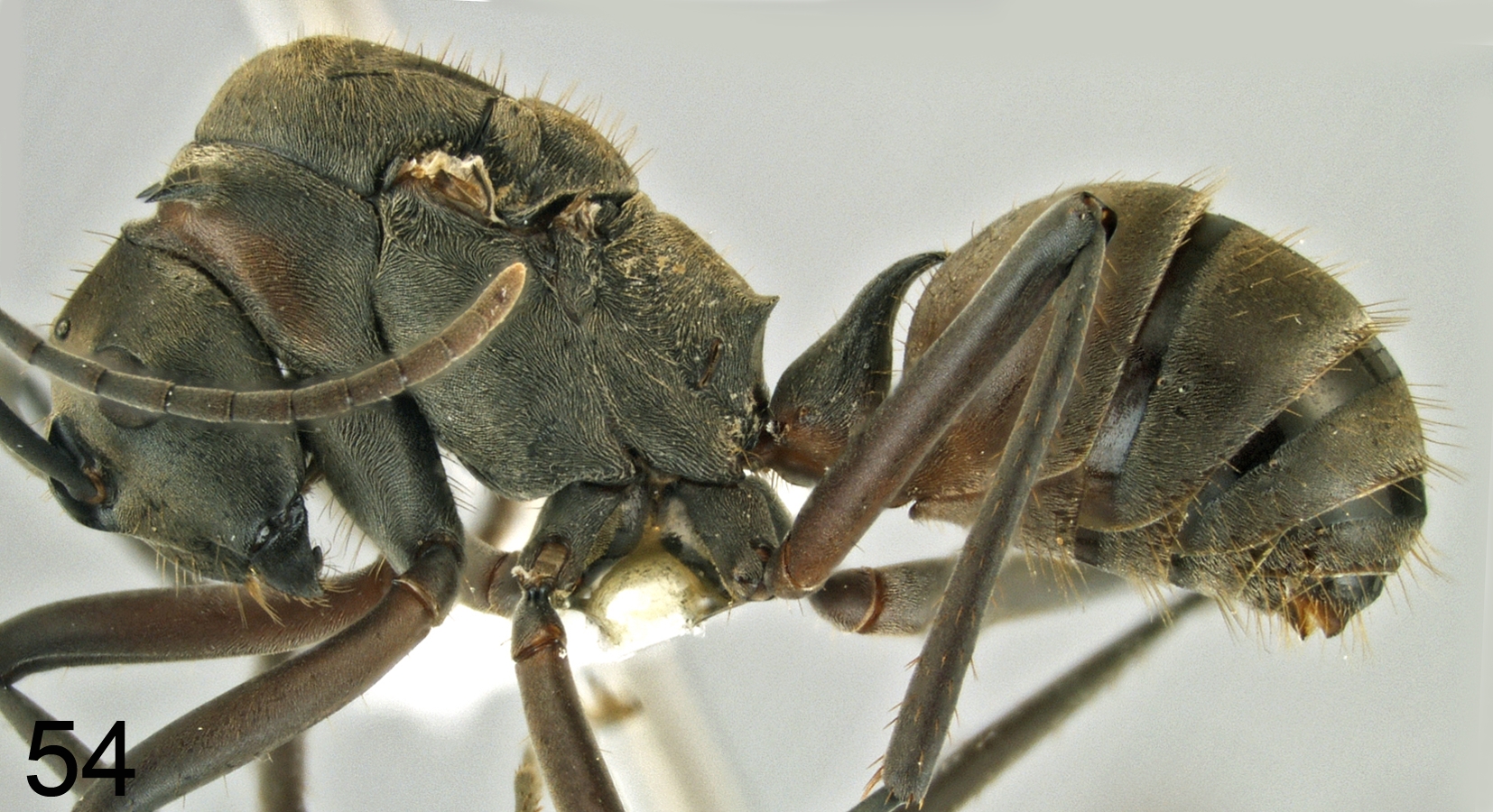 Foto Polyrhachis olybria Forel, 1912 lateral