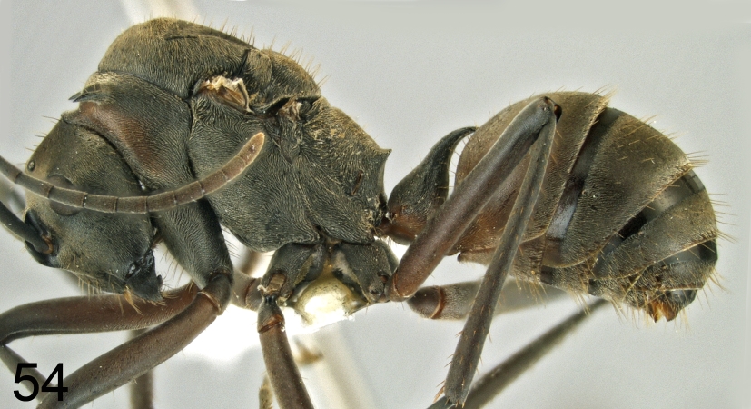 Polyrhachis olybria Forel, 1912 lateral