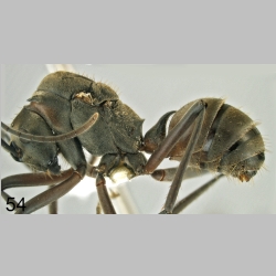 Polyrhachis olybria Forel, 1912 lateral