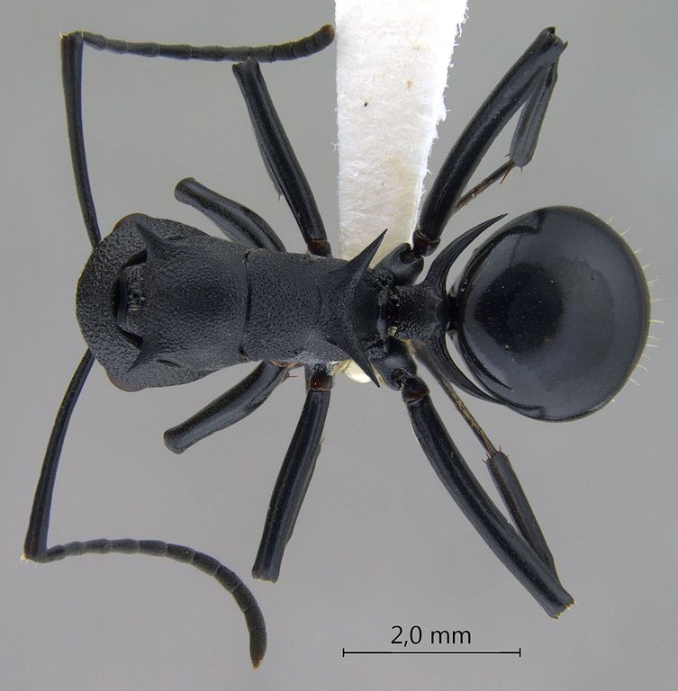 Foto Polyrhachis personata Wheeler, 1919 dorsal