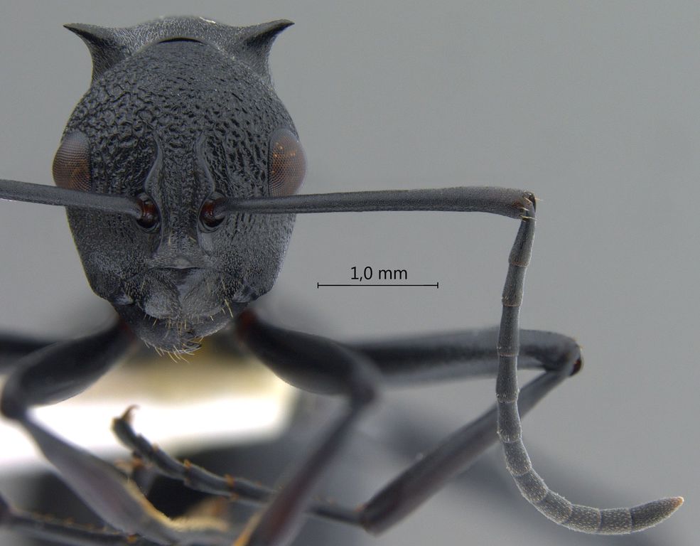 Foto Polyrhachis personata Wheeler, 1919 frontal