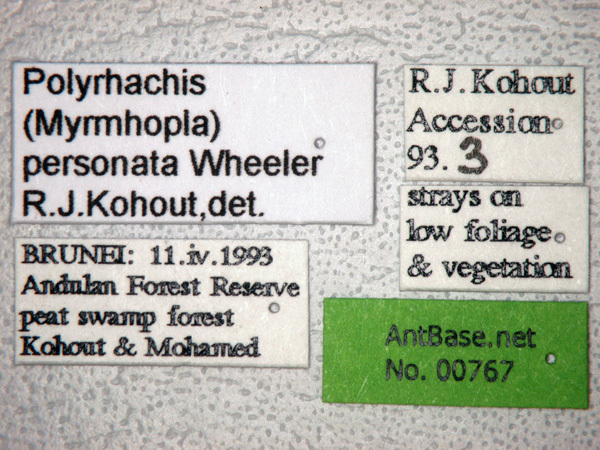 Foto Polyrhachis personata Wheeler, 1919 Label