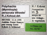 Polyrhachis personata Wheeler, 1919 Label