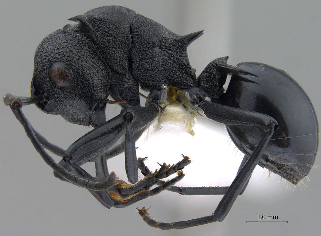 Foto Polyrhachis personata Wheeler, 1919 lateral