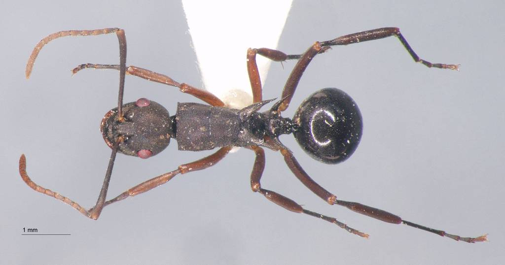 Foto Polyrhachis phalerata Menozzi, 1926 dorsal