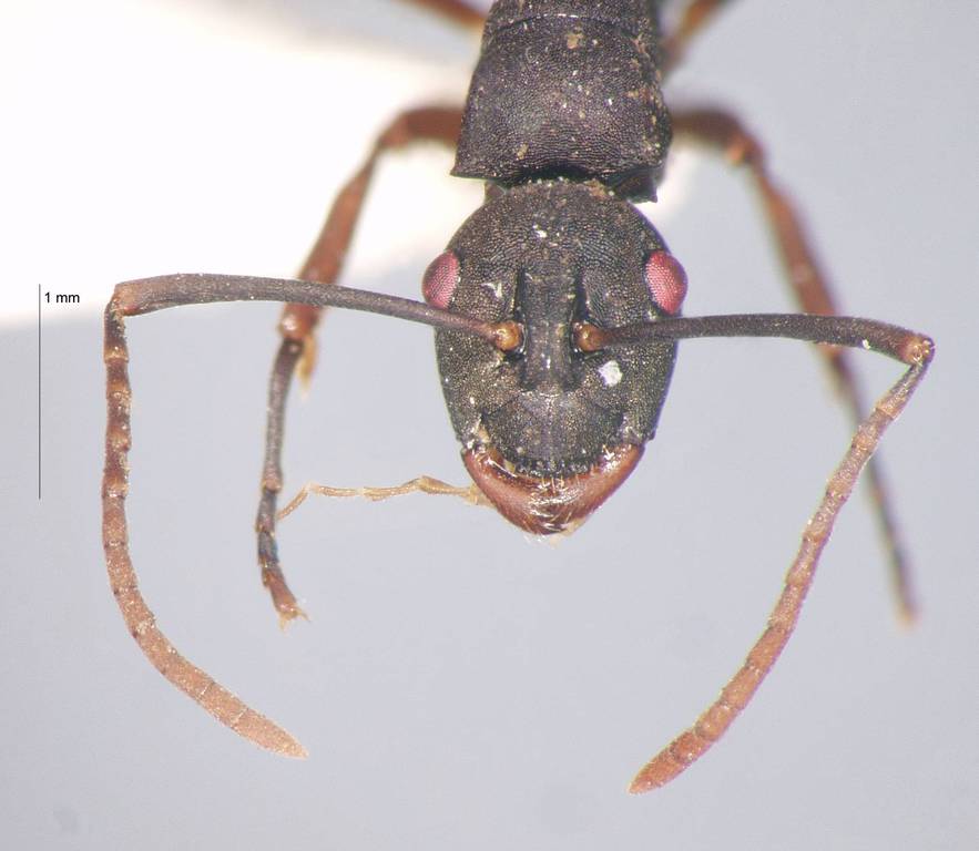 Foto Polyrhachis phalerata Menozzi, 1926 frontal