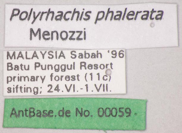 Foto Polyrhachis phalerata Menozzi, 1926 Label