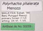 Polyrhachis phalerata Menozzi, 1926 Label