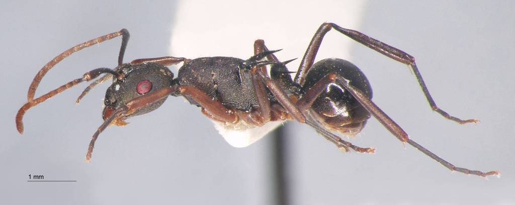 Foto Polyrhachis phalerata Menozzi, 1926 lateral