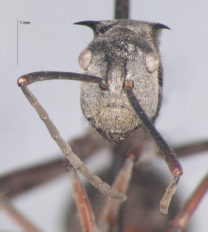 Foto Polyrhachis proxima Roger, 1863 frontal