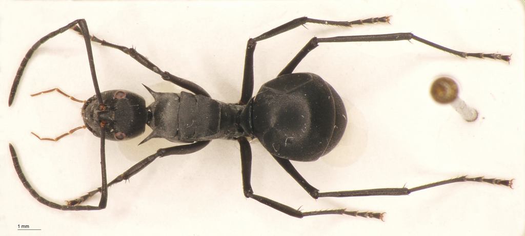 Foto Polyrhachis pruinosa Mayr, 1872 dorsal