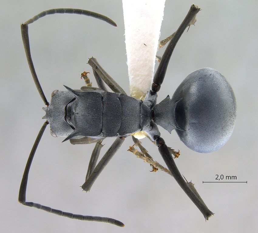 Foto Polyrhachis pruinosa Mayr, 1872 dorsal