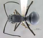 Polyrhachis pruinosa Mayr, 1872 dorsal