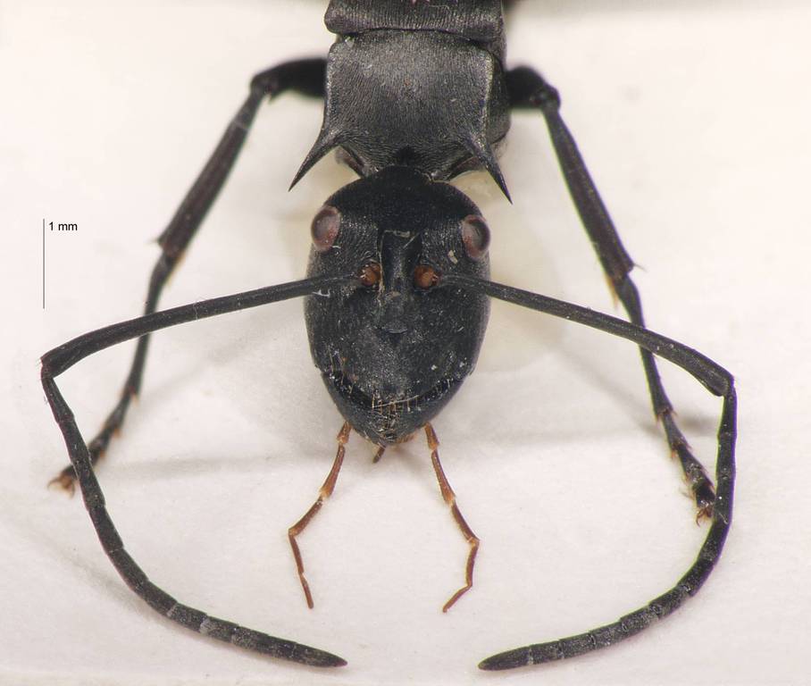 Foto Polyrhachis pruinosa Mayr, 1872 frontal