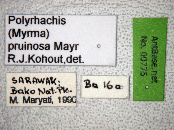 Foto Polyrhachis pruinosa Mayr, 1872 Label