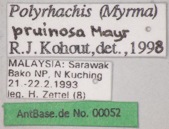Foto Polyrhachis pruinosa Mayr, 1872 Label