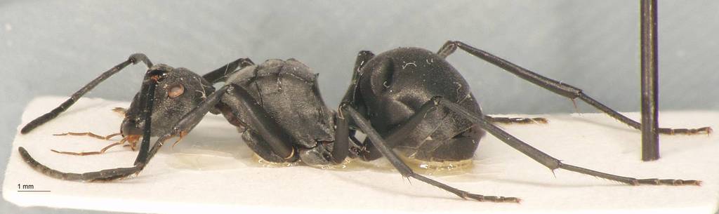 Foto Polyrhachis pruinosa Mayr, 1872 lateral