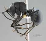 Polyrhachis pruinosa Mayr, 1872 lateral