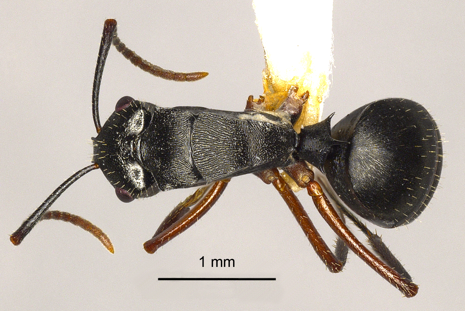 Foto Polyrhachis pseudothrinax Hung, 1867 dorsal
