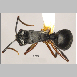 Polyrhachis pseudothrinax Hung, 1867 dorsal