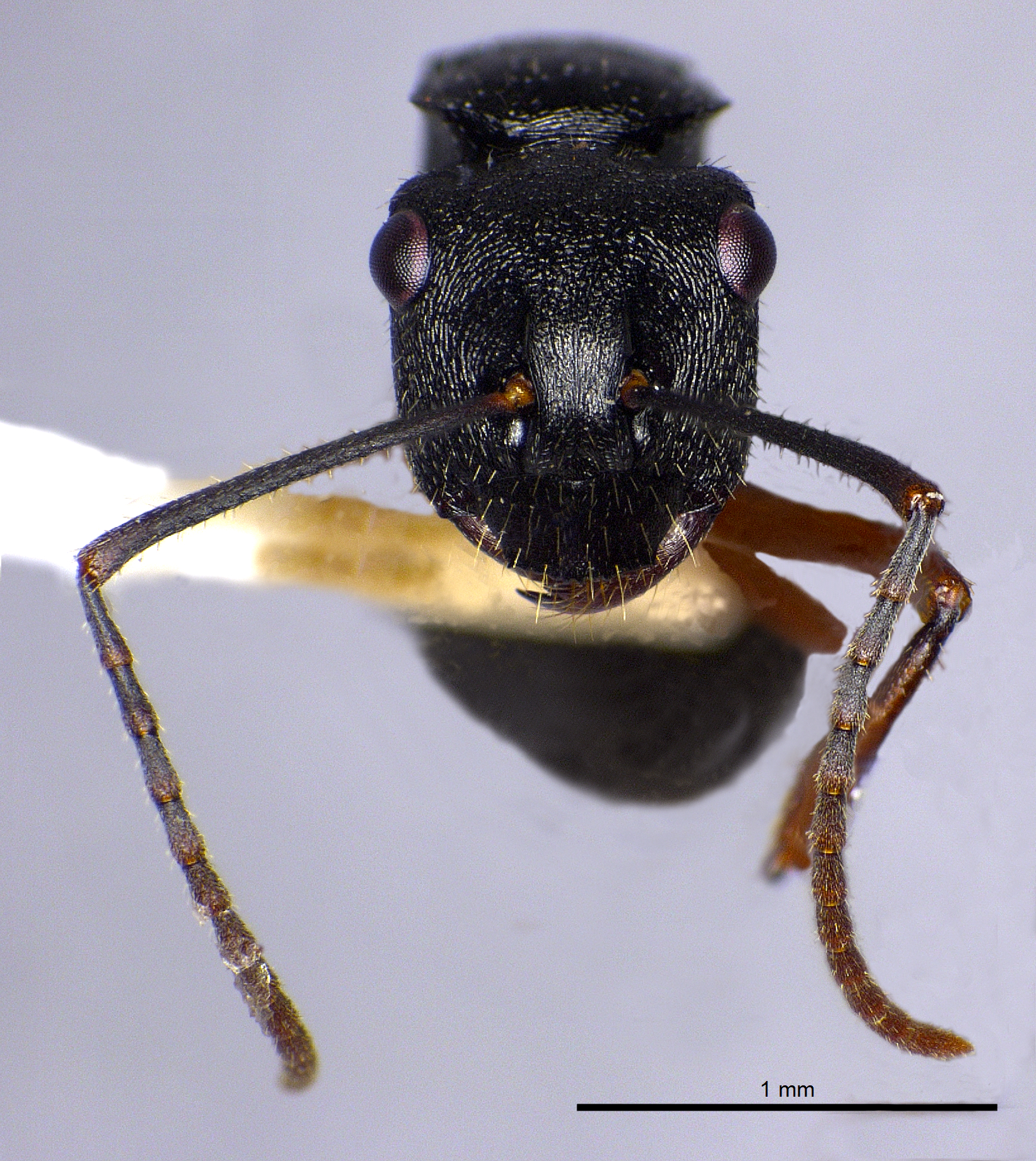 Foto Polyrhachis pseudothrinax Hung, 1867 frontal