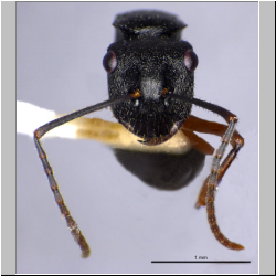 Polyrhachis pseudothrinax Hung, 1867 frontal