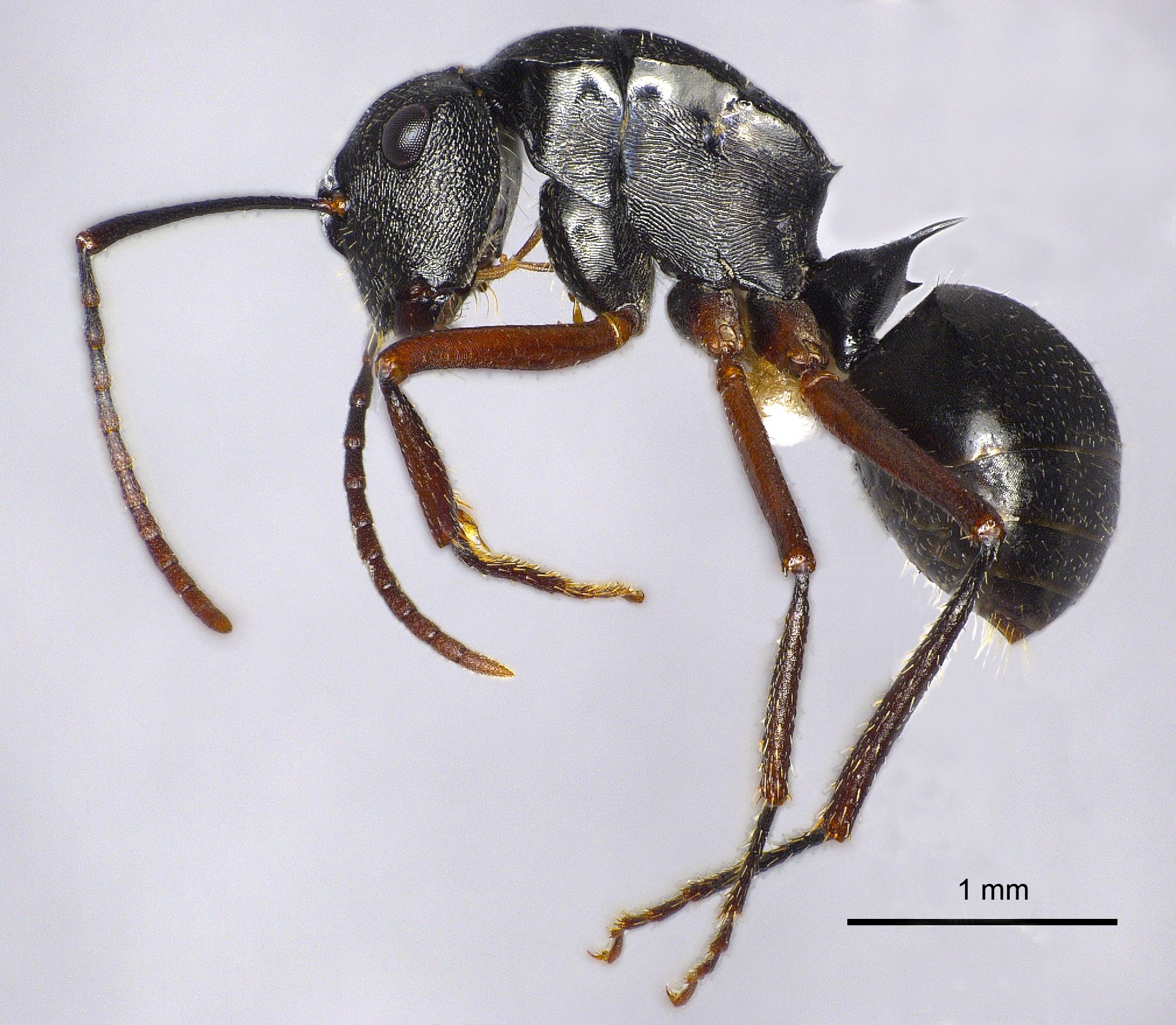 Foto Polyrhachis pseudothrinax Hung, 1867 lateral