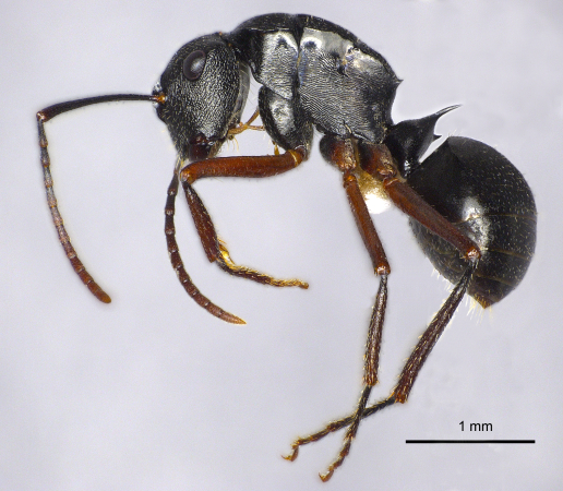 Polyrhachis pseudothrinax Hung, 1867 lateral