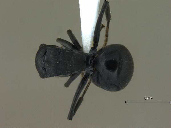 Polyrhachis punctillata smythiesii Forel, 1895 dorsal